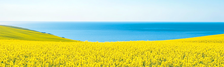 135bjqmj_A_vast_expanse_of_canola_fields_the_sea_in_the_distanc_6988e255-3a1d-42f8-a742-3be7464e747a.png