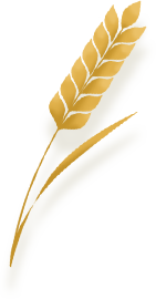 小麦-头图 (1).png