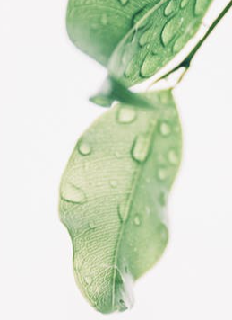 免费 湿的绿叶摄影 素材图片