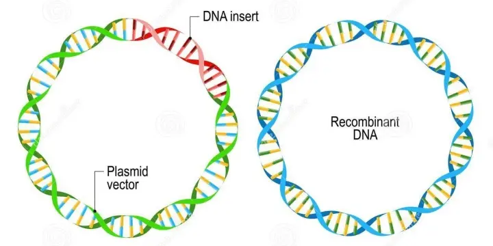 质粒DNA.png