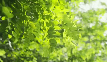 QQ图片21.gif
