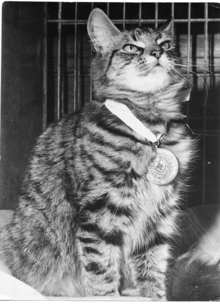 black-and-white-cat-medal-winner.jpg