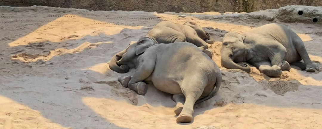 schlafende-züri-elefanten.jpg