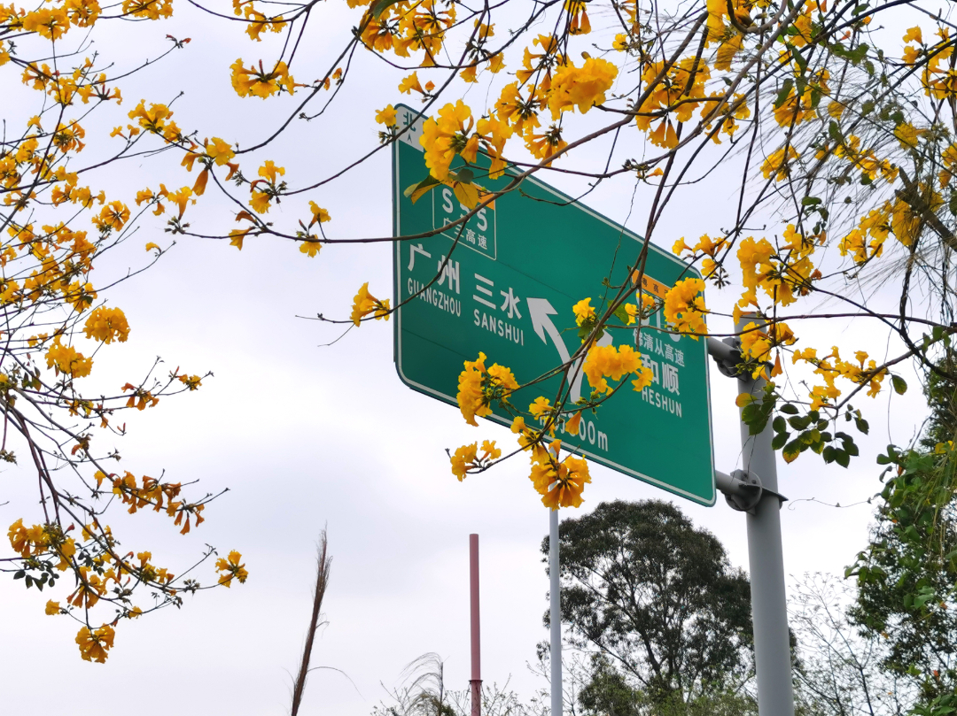 4.匝道處，茂盛的風鈴木為指示牌染上金色。.jpg