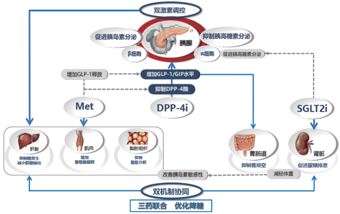 循证重磅成人t2dm患者口服降糖药物三联优化方案中国专家共识