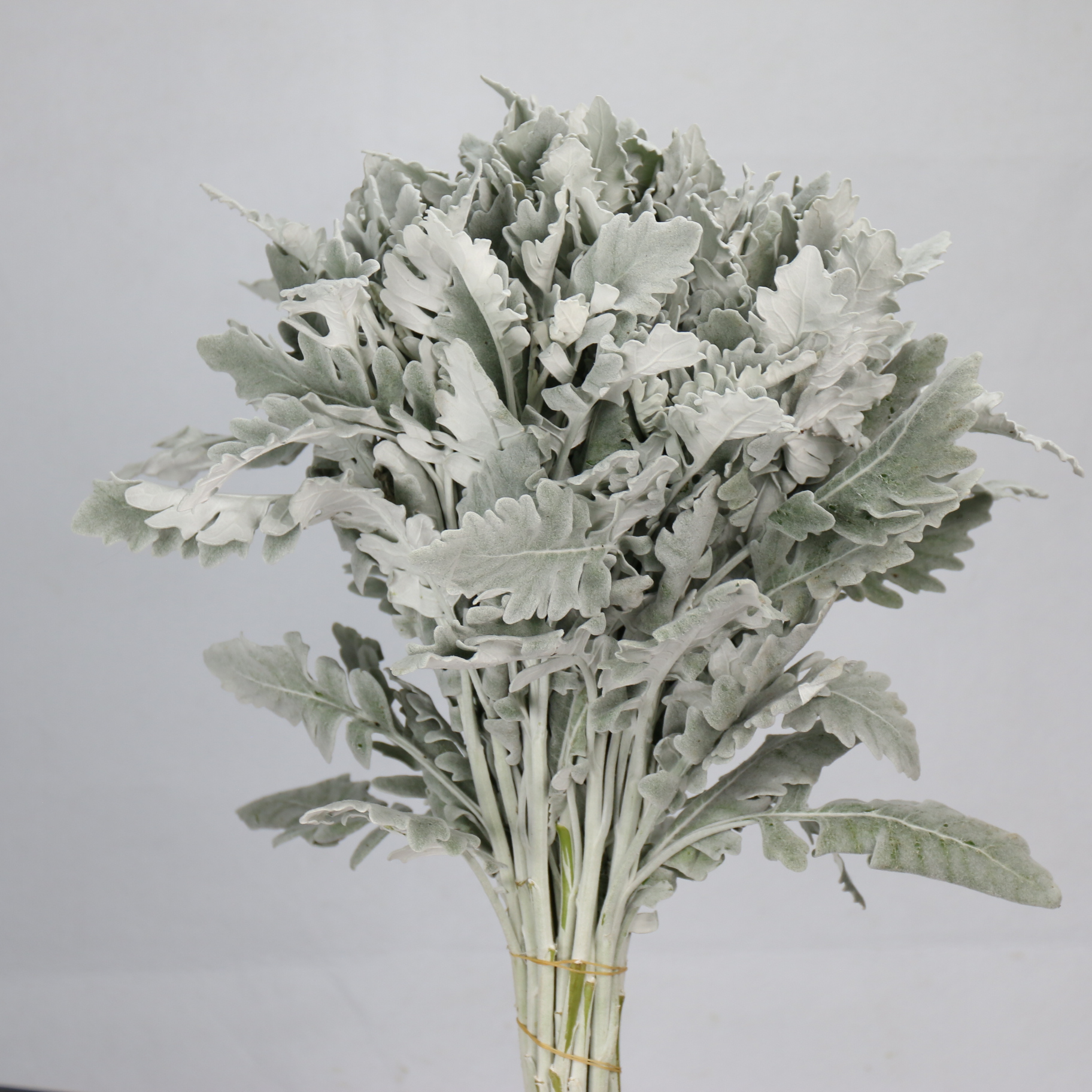 银叶菊.jpg