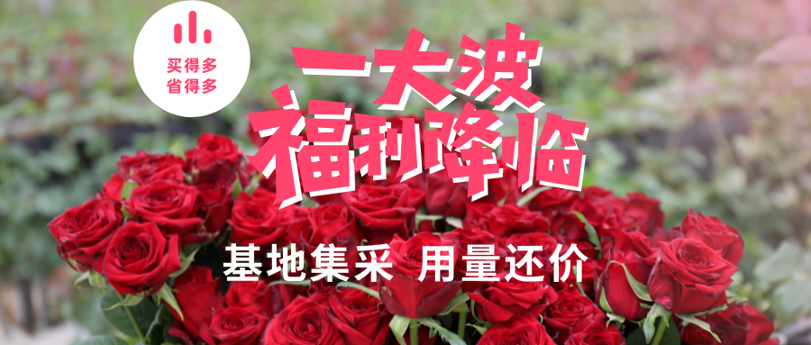 粉白色情人节鲜花专场福利降临简洁情人节节日促销中文微信公众号封面.png
