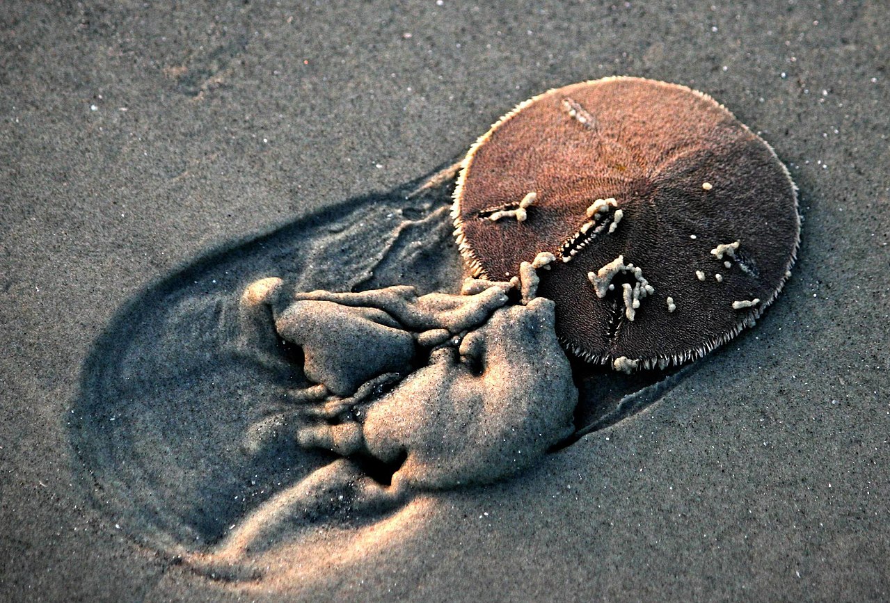 1280px-Live_Sand_Dollar_trying_to_bury_itself_in_beach_sand.jpg