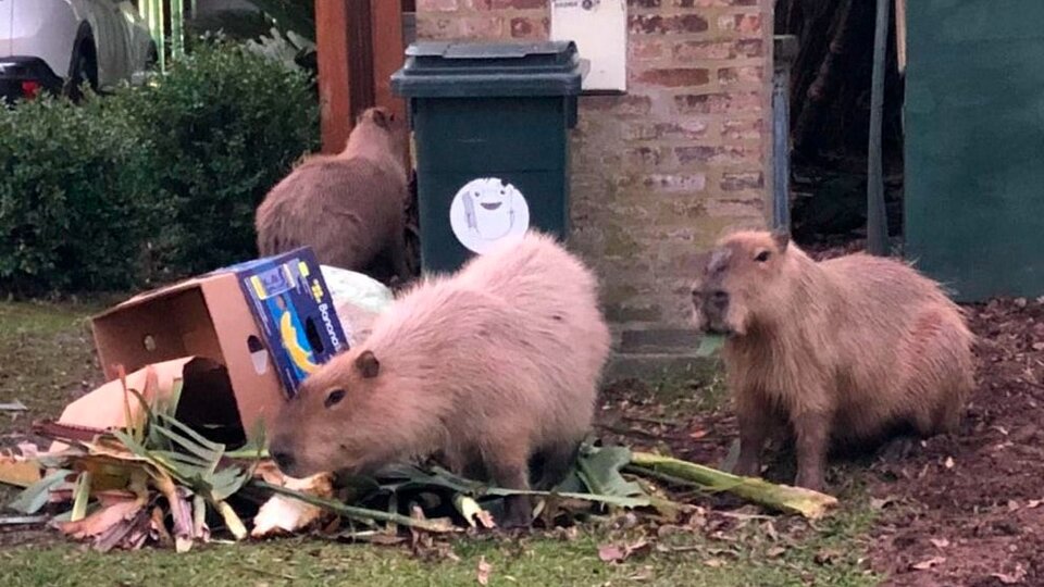 1629427208_Capybaras-in-Nordelta-now-the-neighbors-demand-quota-transferquot-of.jpeg