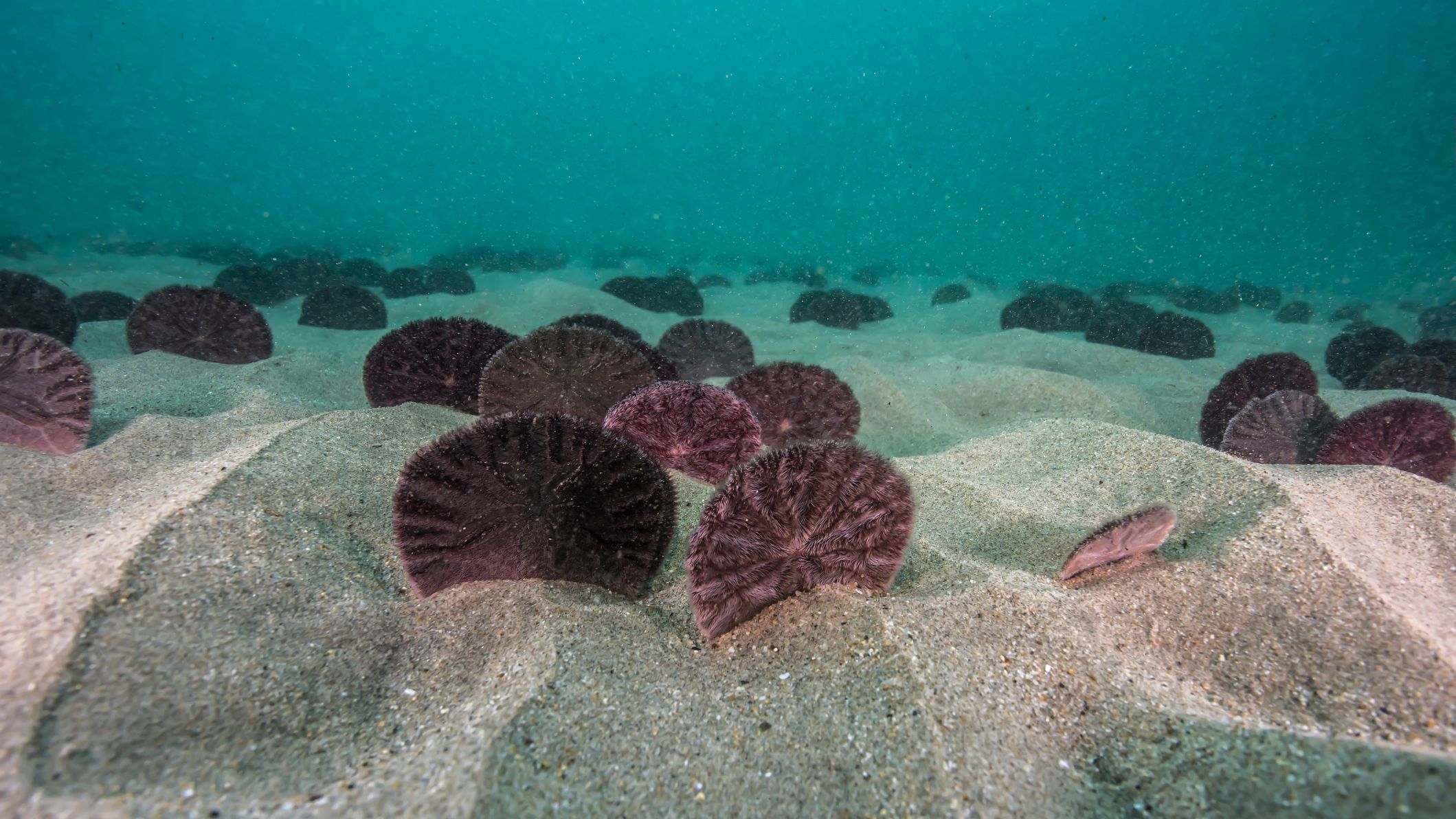 sand-dollars-in-the-shallow-pacific-ocean-waters-1076389126-a7eb780e0519493b80b7a3c5a7f0ace8.jpg