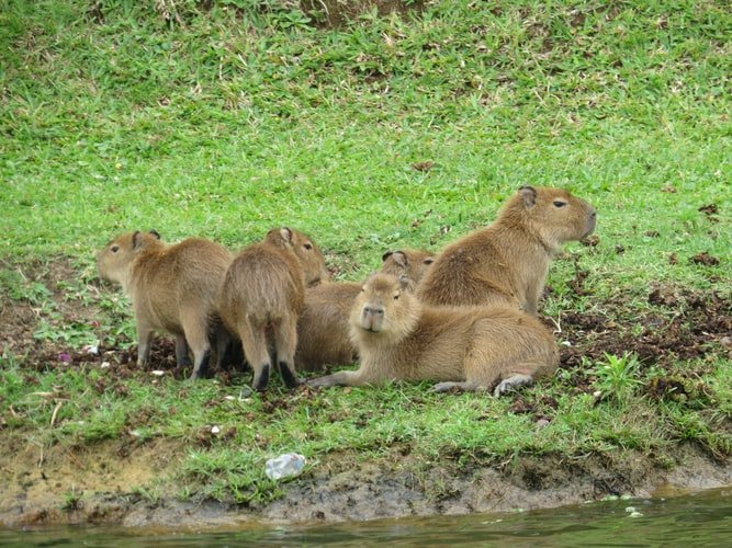 capybaras.jpg