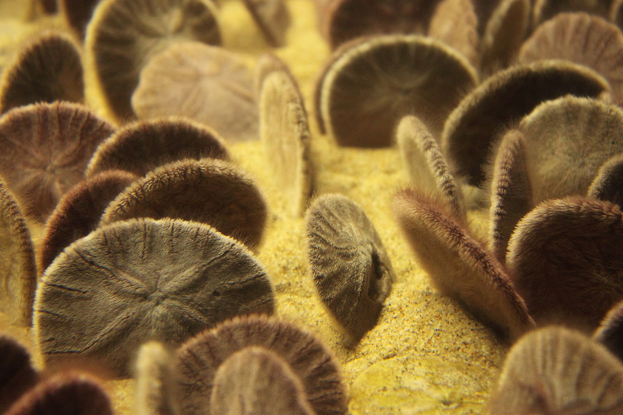 1280px-Group_of_Sand_dollars_in_Monterey_Bay_Aquarium.jpg