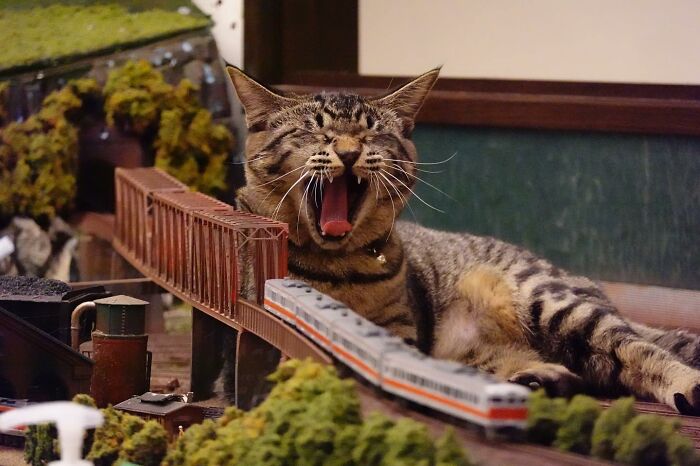 Stray-cats-managed-to-save-a-Diorama-restaurant-in-Japan-from-the-Pandemic-61f9077a4477b__700.jpg