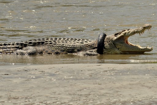 Palu-crocodile-tire-neck.jpg