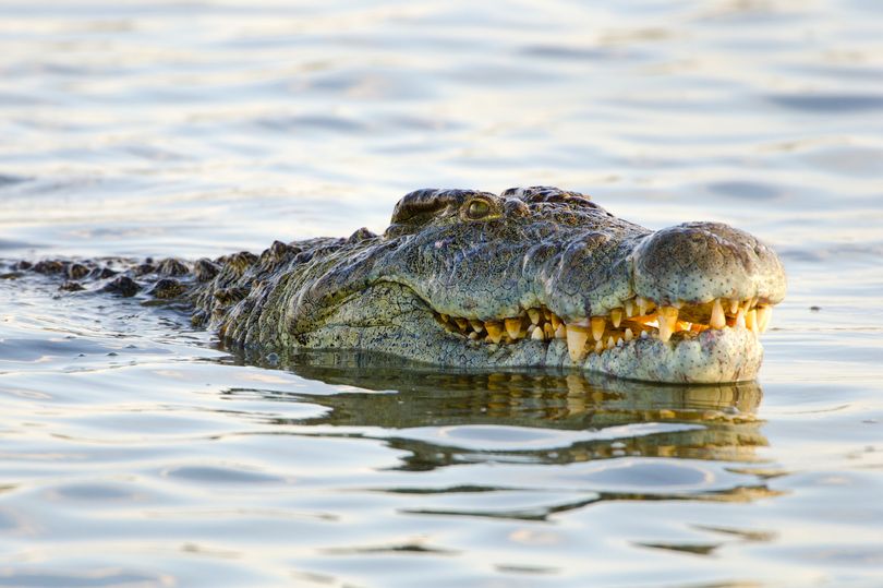 0_Nile-Crocodile-South-Africa.jpg