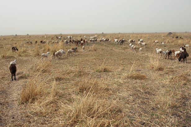 2_The-goats-and-cattle-are-sent-off-for-grazing-by-Dinka-men-in-South-Sudan.jpg