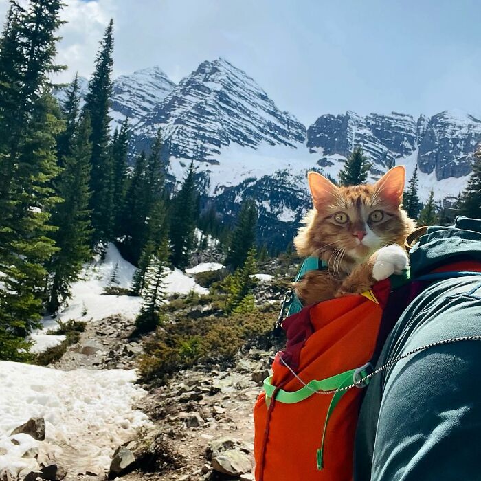 Rescue-Adventure-Cat-Learns-to-Ski-Hike-Swim-Camp-and-more-62835be6ca84e__700.jpg