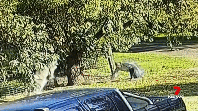 Victorian man injured after taking on a kangaroo to save his dogs _ 7NEWS[00-00-13--00-00-22].gif