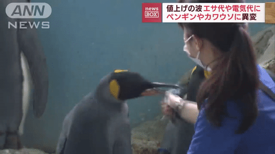 企鹅吃鱼[00-00-49--00-00-55].gif