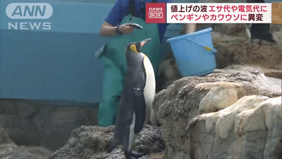 企鹅吃鱼[00-00-55--00-01-06].gif
