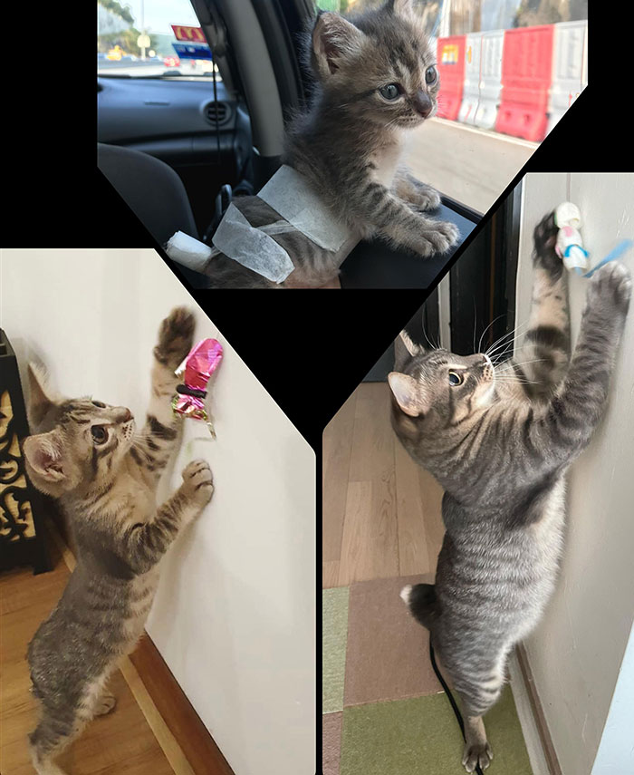 before-after-adoption-rescued-cats000-62e7c6278f828__700.jpg