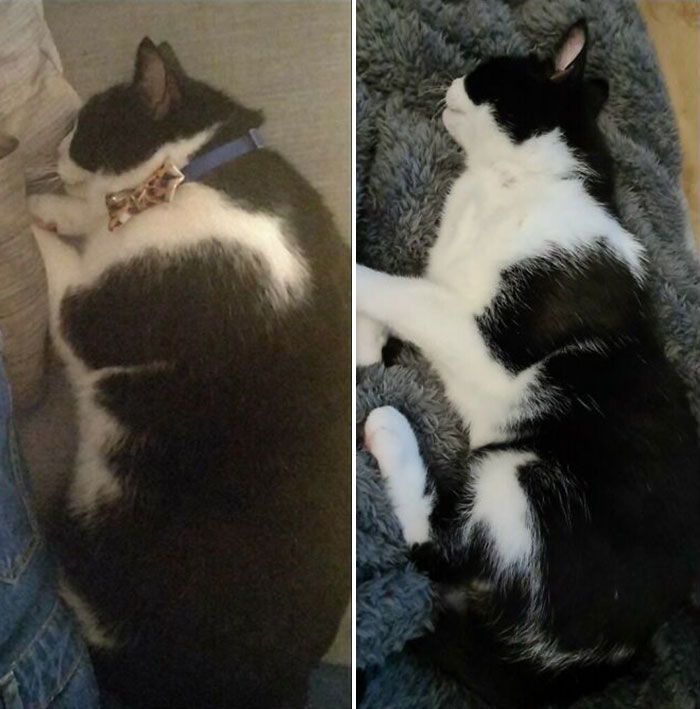 Before-After-Adoption-Rescued-Cats6jpg-62e8f548c414e__700.jpg