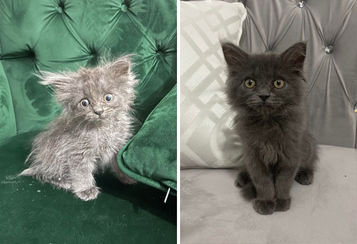 before-after-adoption-rescued-cats-616ed694cdc57__700.jpg