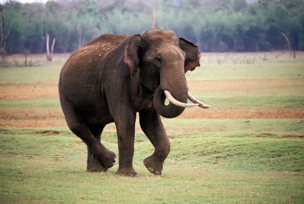 2_Indian-Elephant-With-Tusks-Elephas-Maximus.jpg