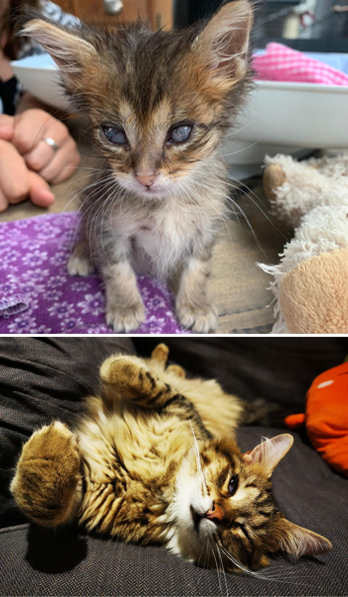 before-after-adoption-rescued-cats-pics-19-62de92bf51f07__700.jpg