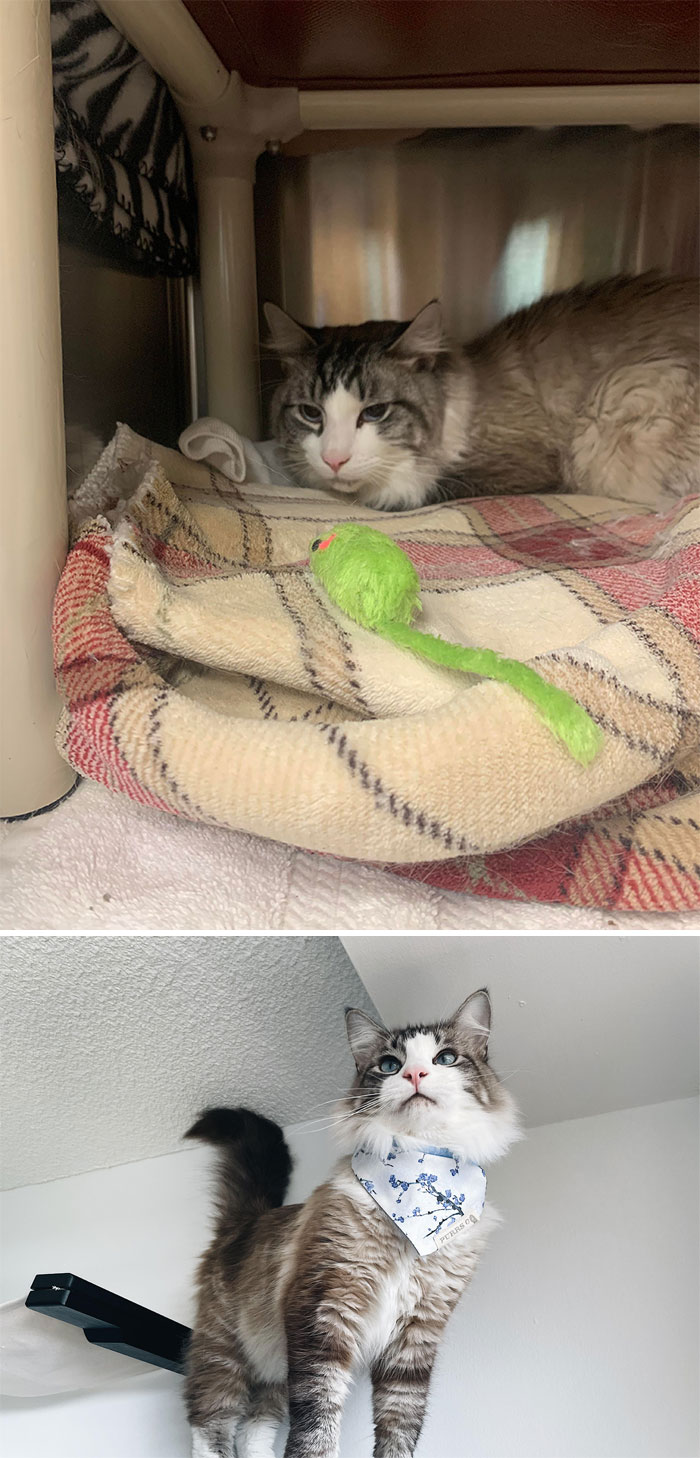 before-after-adoption-rescued-cats-616ecf48a991c__700.jpg