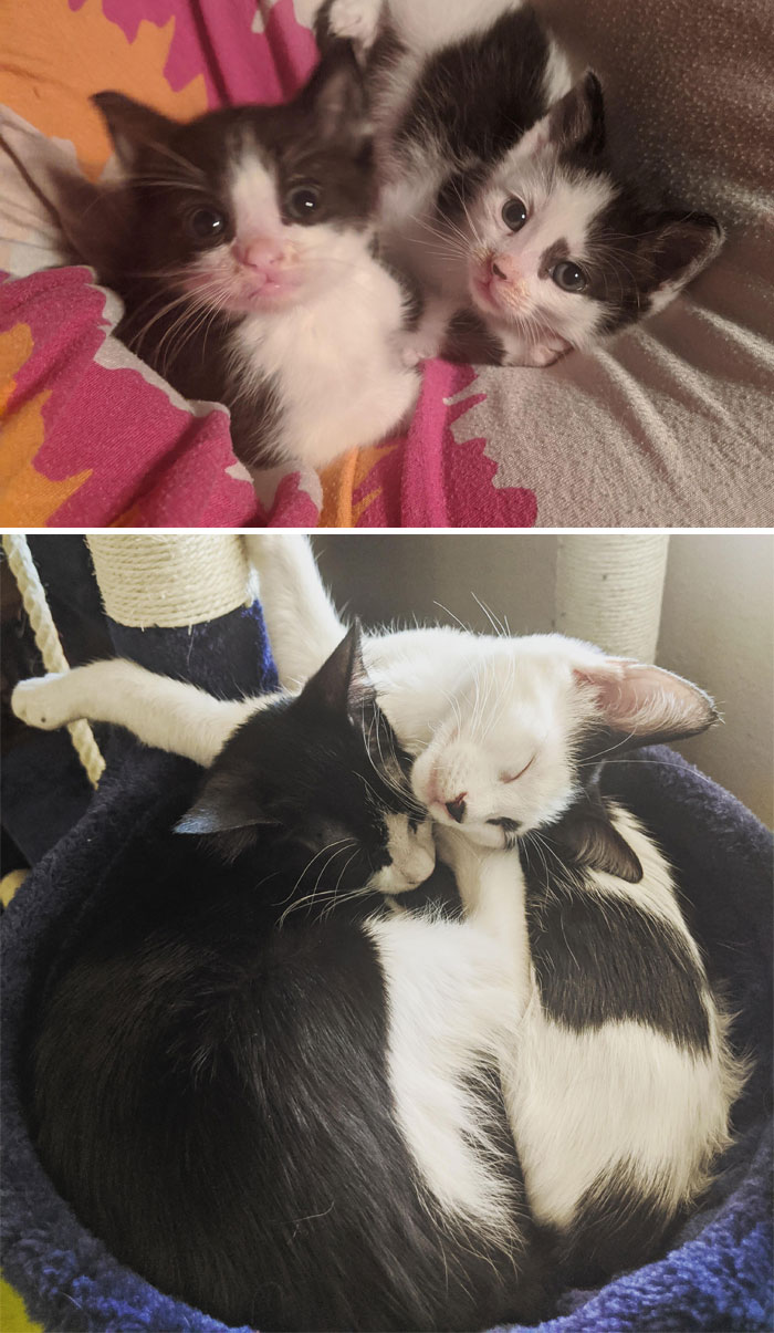 before-after-adoption-rescued-cats-pics-8-62de832a55132__700.jpg