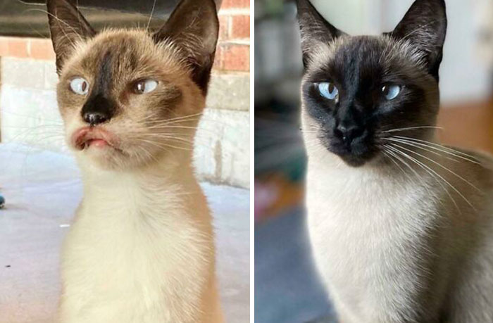 Before-After-Adoption-Rescued-Cats-62e8ccae62144__700.jpg