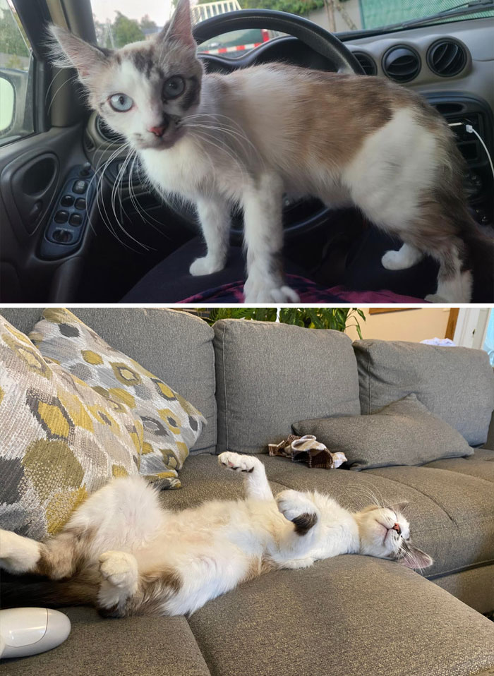 before-after-adoption-rescued-cats-616ed4548710a__700.jpg