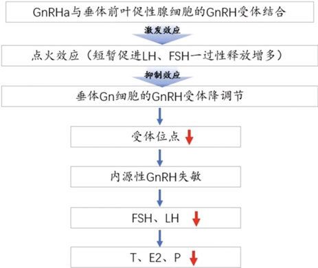 子宫肌瘤药物治疗.png