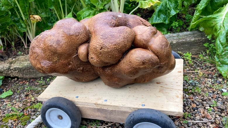 new-zealand-huge-potato.jpg