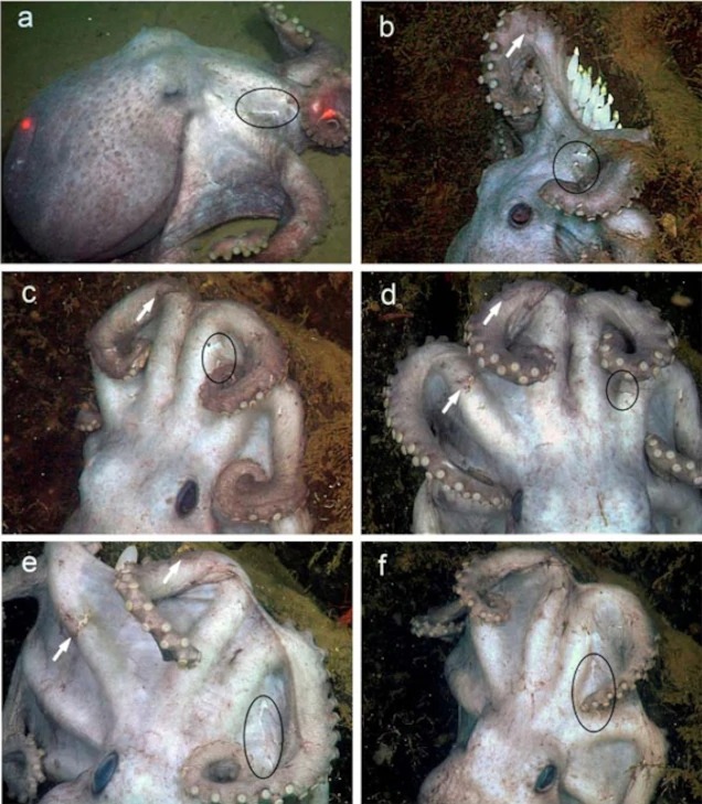 Deep-sea-octopus.jpg