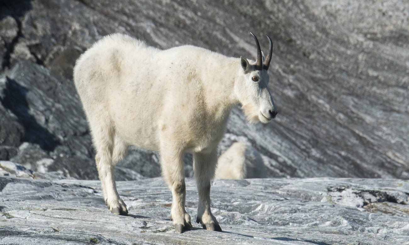 mountain-goat-turns-tables-killing-grizzly-bear-with-horn-puncture-wounds.jpg