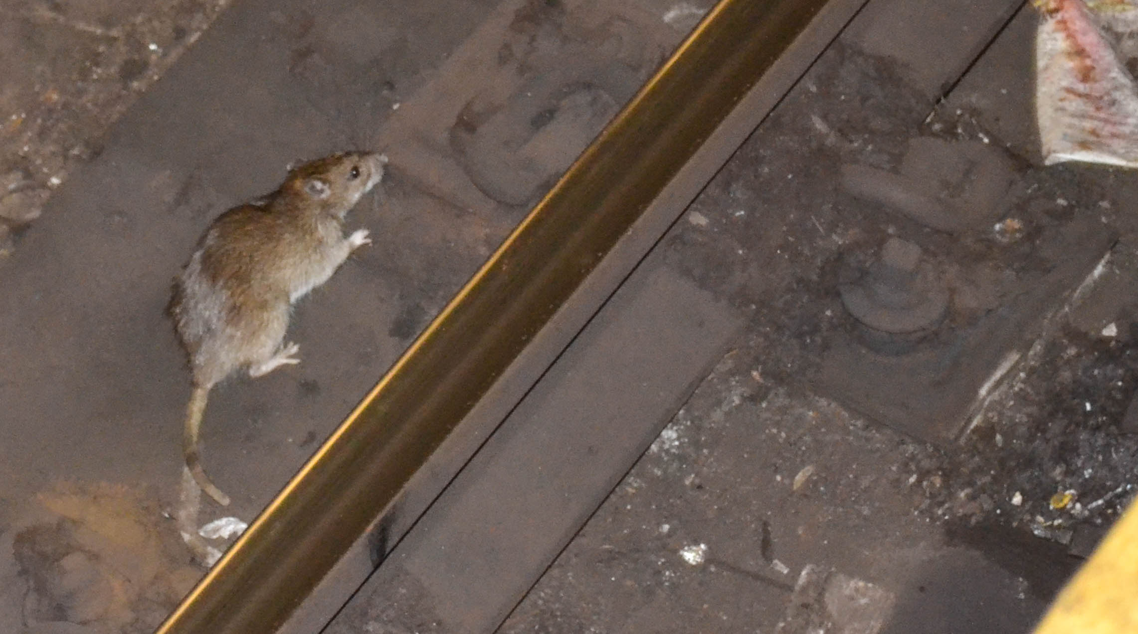 Rat_in_NYC_subway_3.jpg