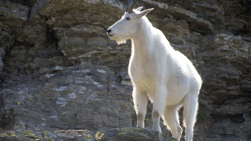 A-guide-to-hunting-mountain-goats.jpg