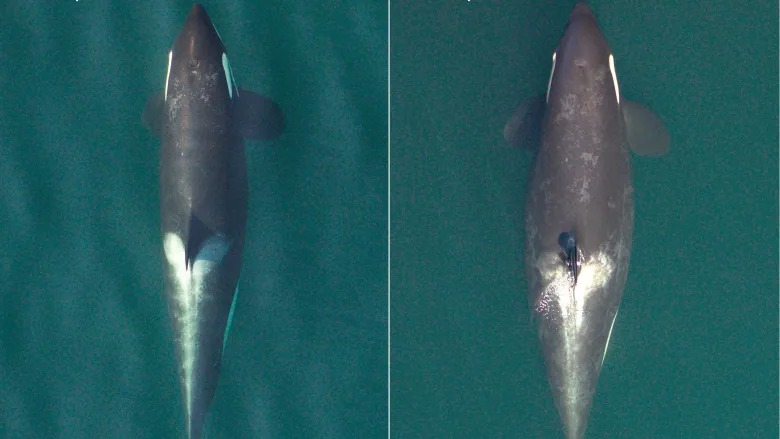 pregnant-orca-killer-whale.jpg