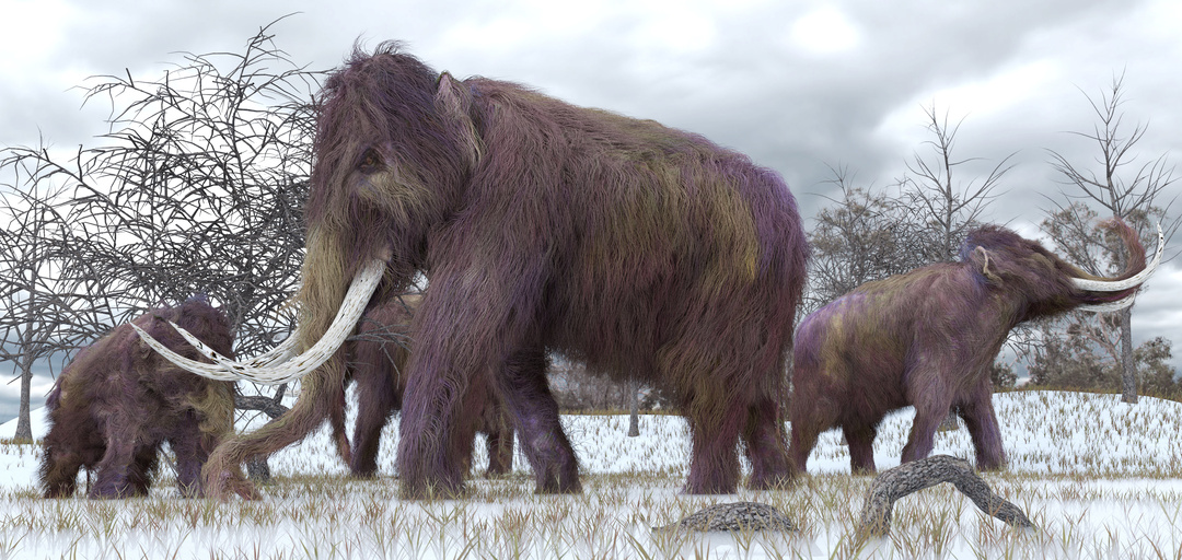 mammoth-illustration-full-width.jpg