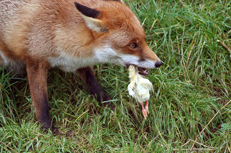 fox-vince-millet-flickr.jpg