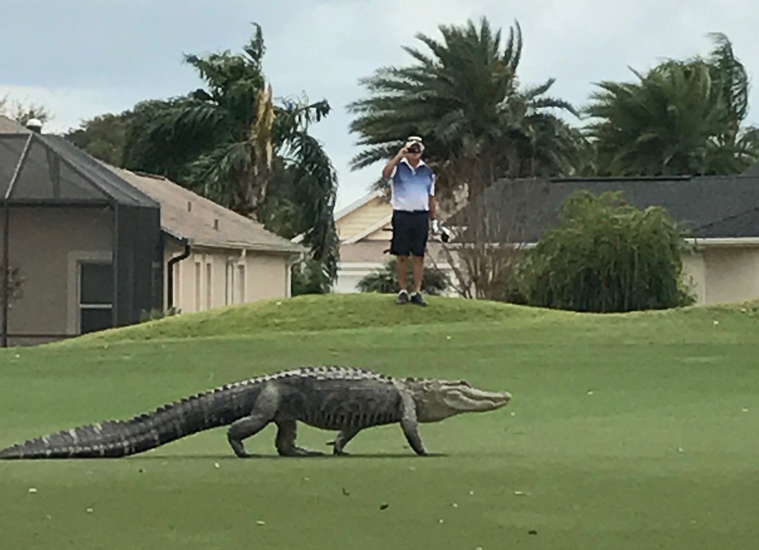 Cliff-Jennings-shot-this-photo-of-an-alligator-at-Cane-Garden-Championship-Golf-Course.jpg