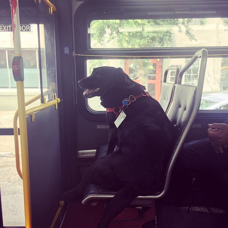 Eclipse-bus-riding-dog.jpg