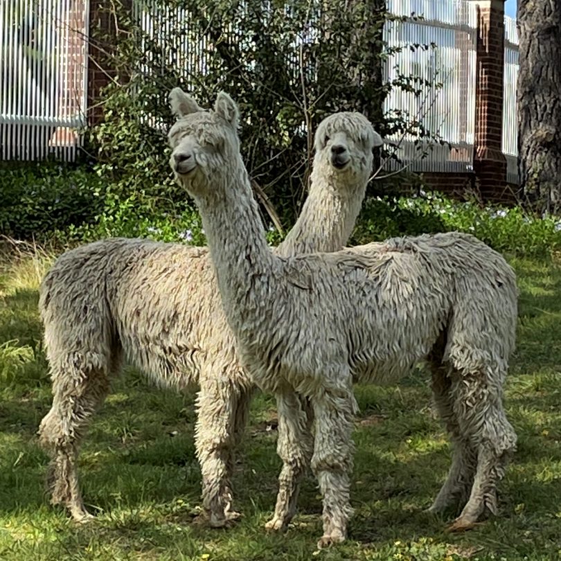 alpacas-pablo-boris-belgian-embassy-canberra-810x810.jpg