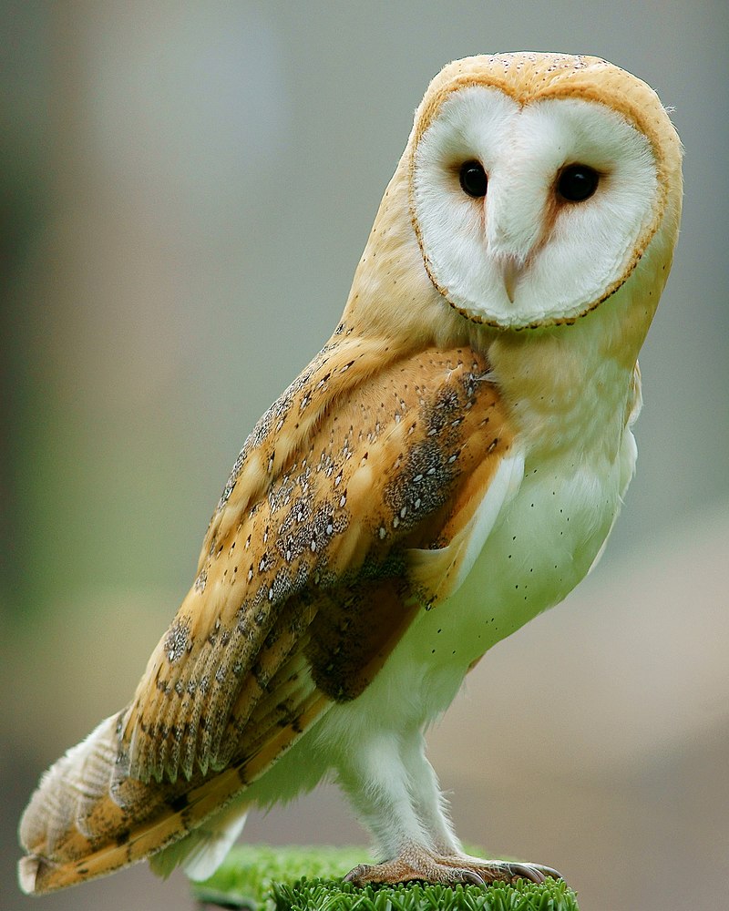 Tyto_alba_-British_Wildlife_Centre,_Surrey,_England-8a_(1).jpg