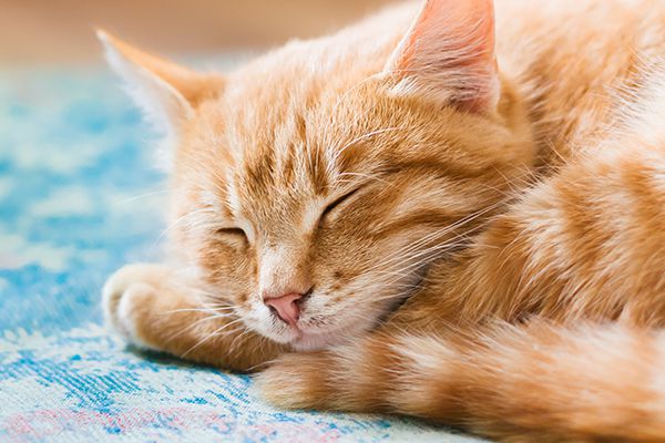 Orange-tabby-cat-sleeping-with-eyes-closed.jpg.optimal.jpg