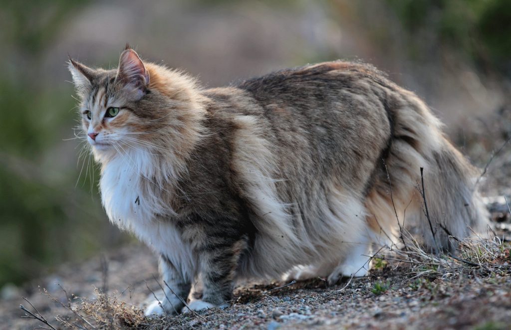 how_to_identify_a_norwegian_forest_cat-1024x662.jpg