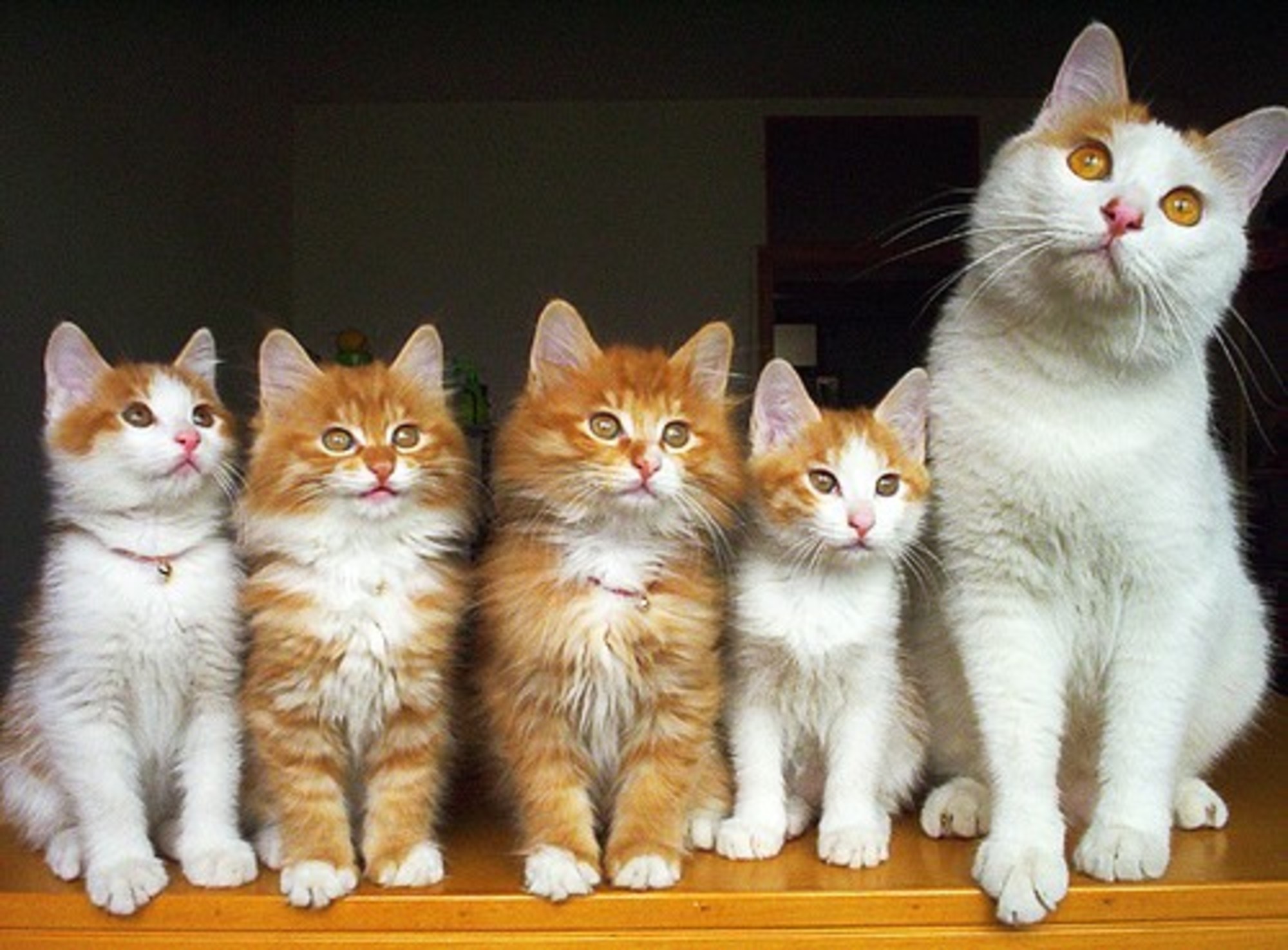 cat-family-3.jpg