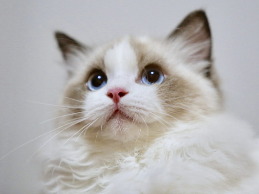 Ragdoll-Cats-Can-Have-Health-Problems-1024x768.jpg